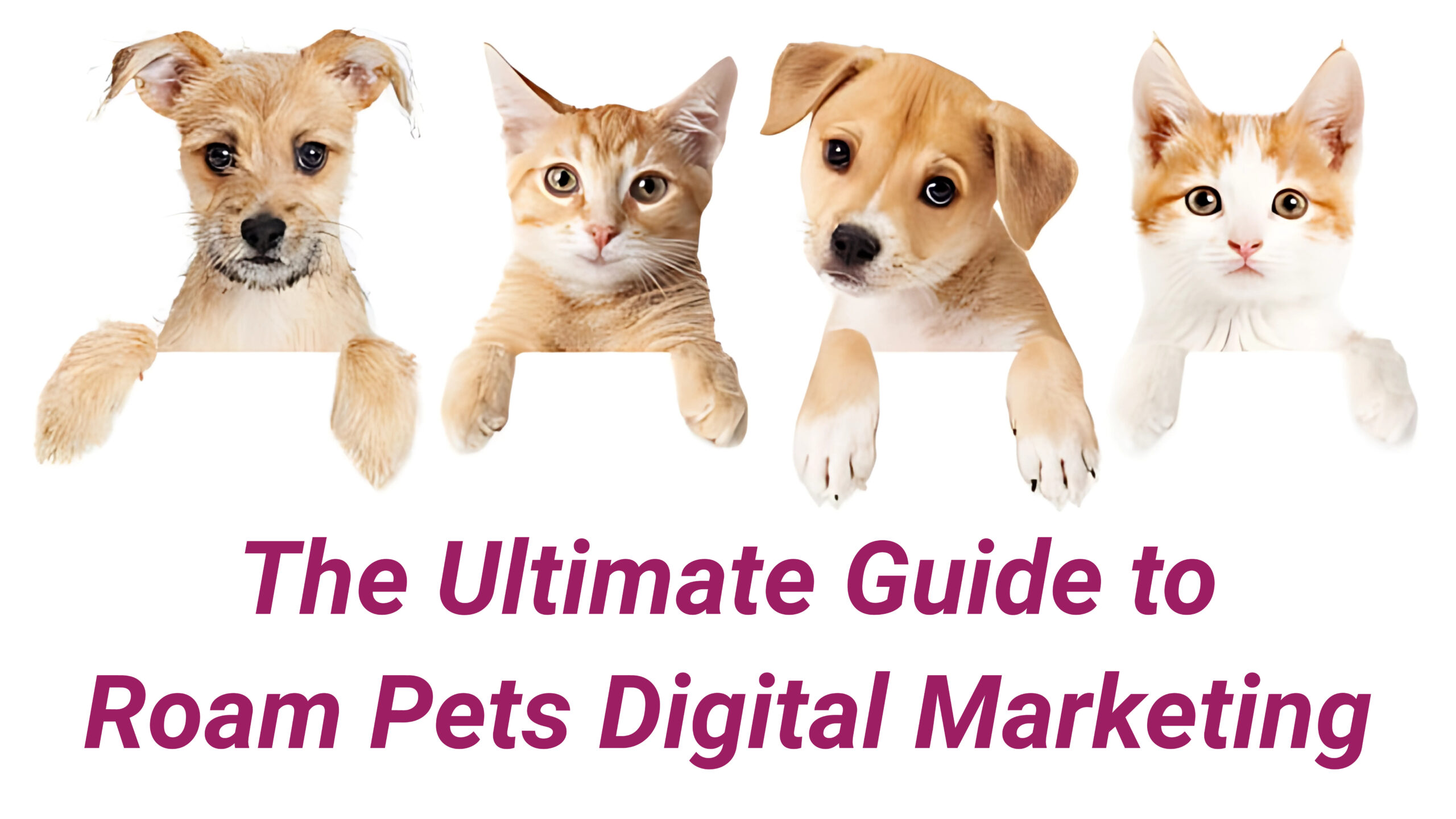 Roam Pets Digital Marketing